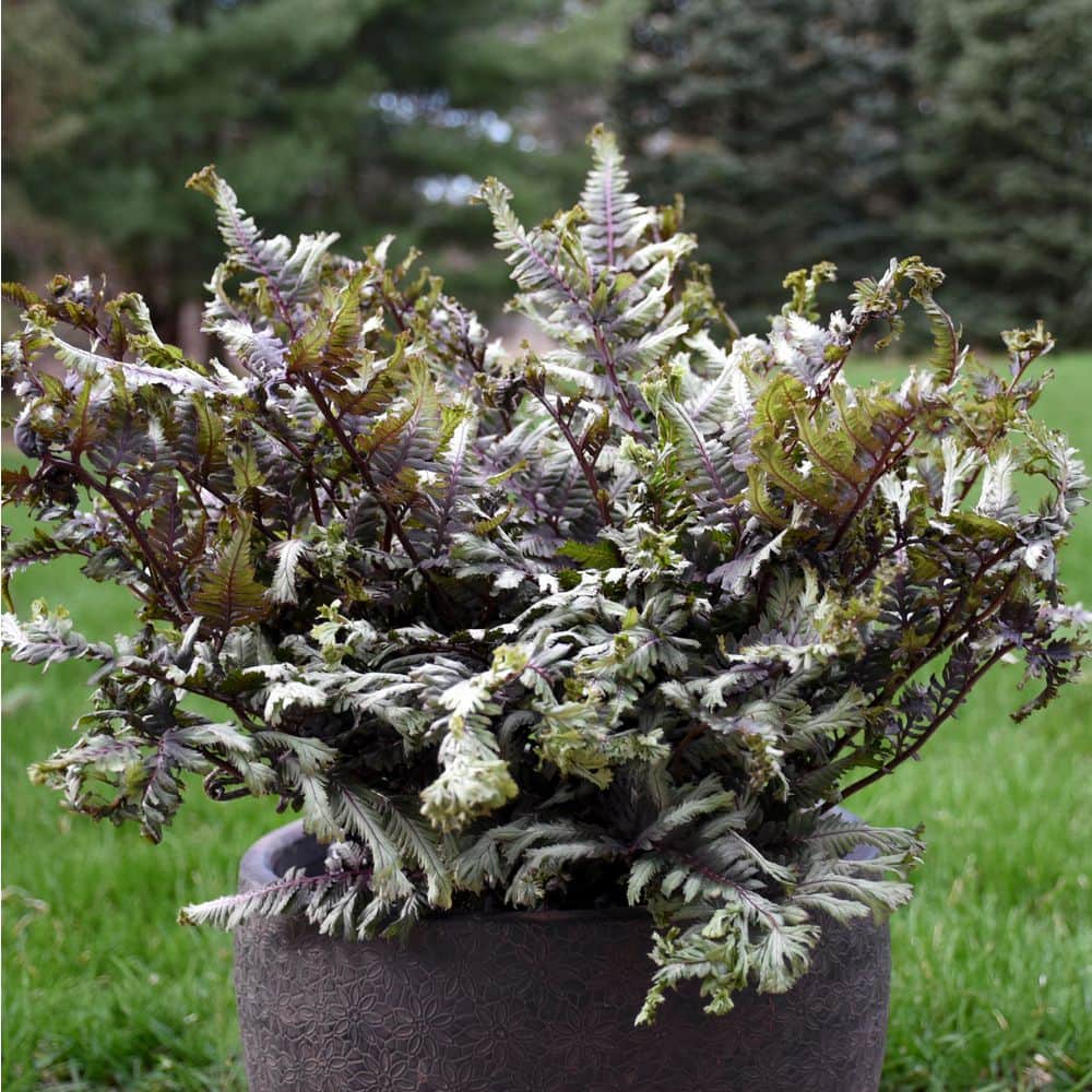 1 Gal. Crested Surf Crested Japanese Painted Fern (Athyrium niponicum) Live Perennial Plant - Hercitys