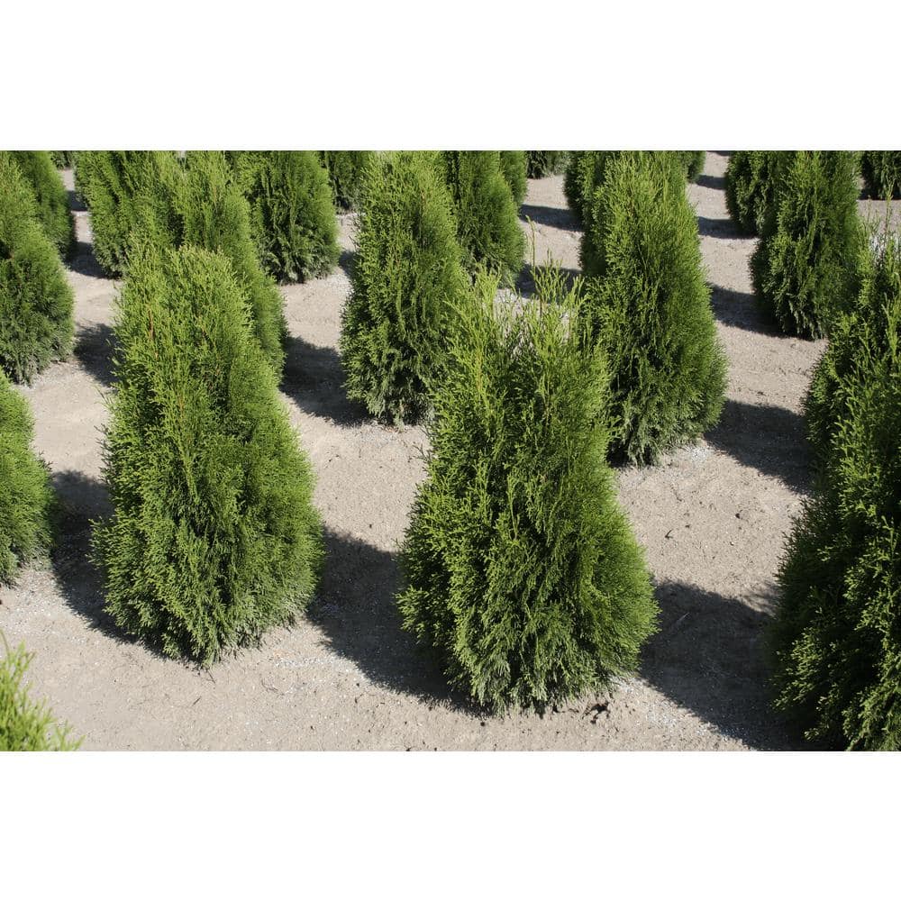 1.5 Gal. Emerald Green Arborvitae (Thuja) Live Evergreen Shrub - Hercitys