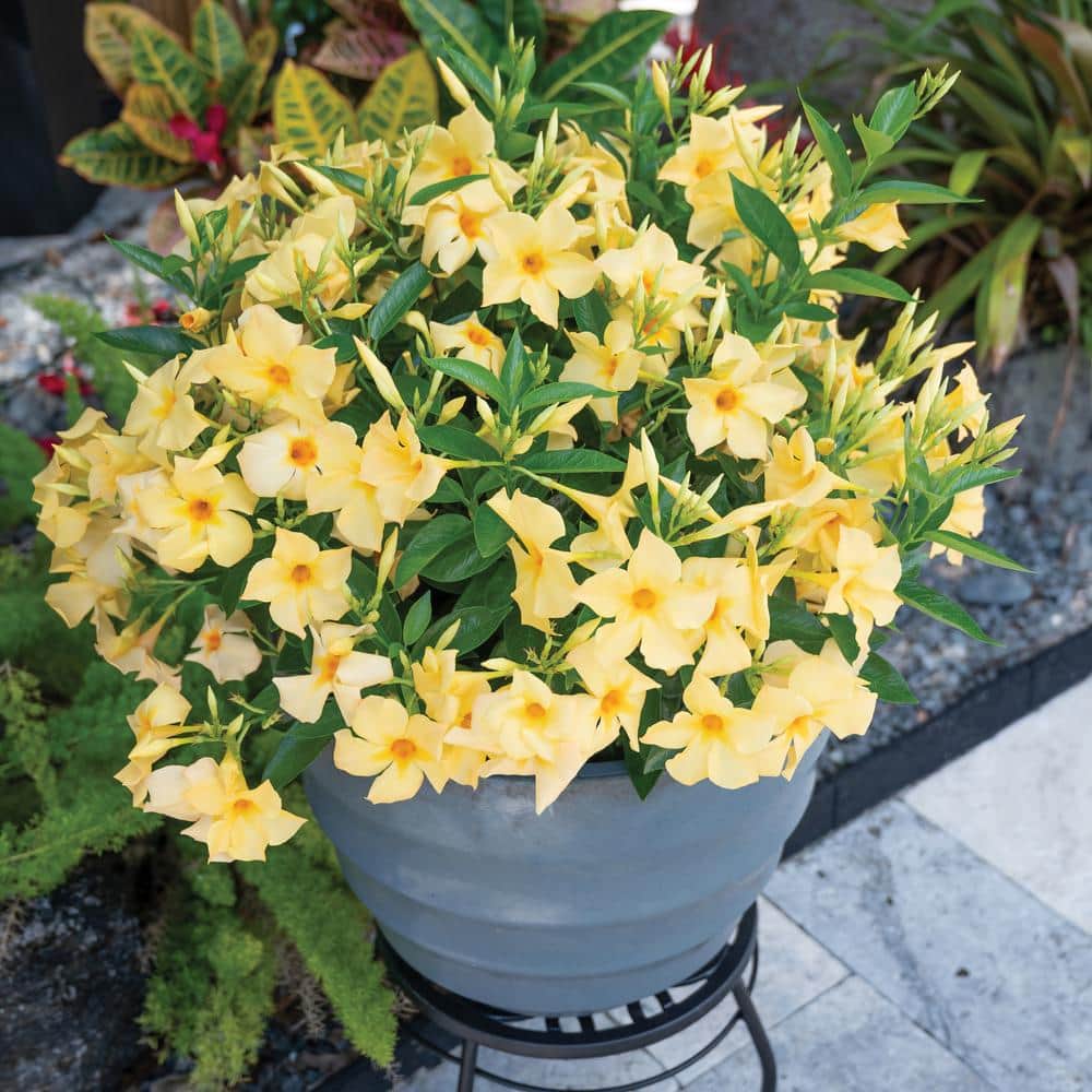 1 gal. Mandevilla Sun Parasol Sunbeam Annual Plant with Yellow Flowers - Hercitys