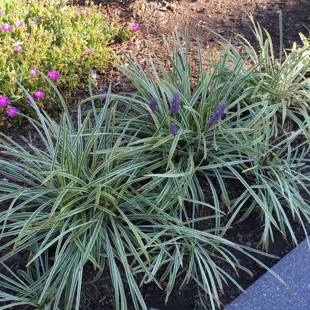 1 gal. Aztec Variegated Lilyturf Liriope Grass Plant - Hercitys