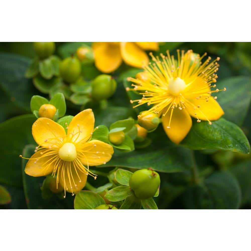 2.5 qt. Yellow Hypericum Granger Perennial (4-Pack) - Hercitys