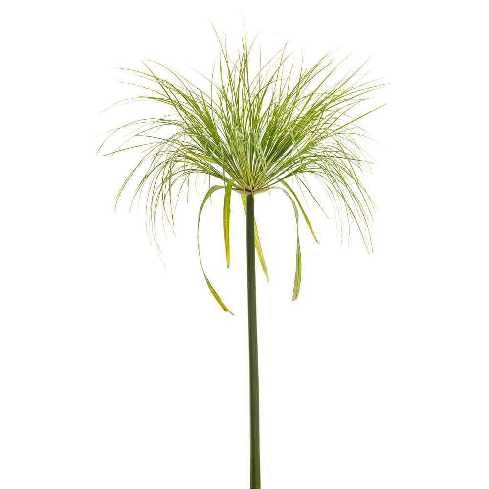 2.5 qt. Cyperus papyrus Prince Tut Perennial Plant with No Flowers-(1-Pack) - Hercitys