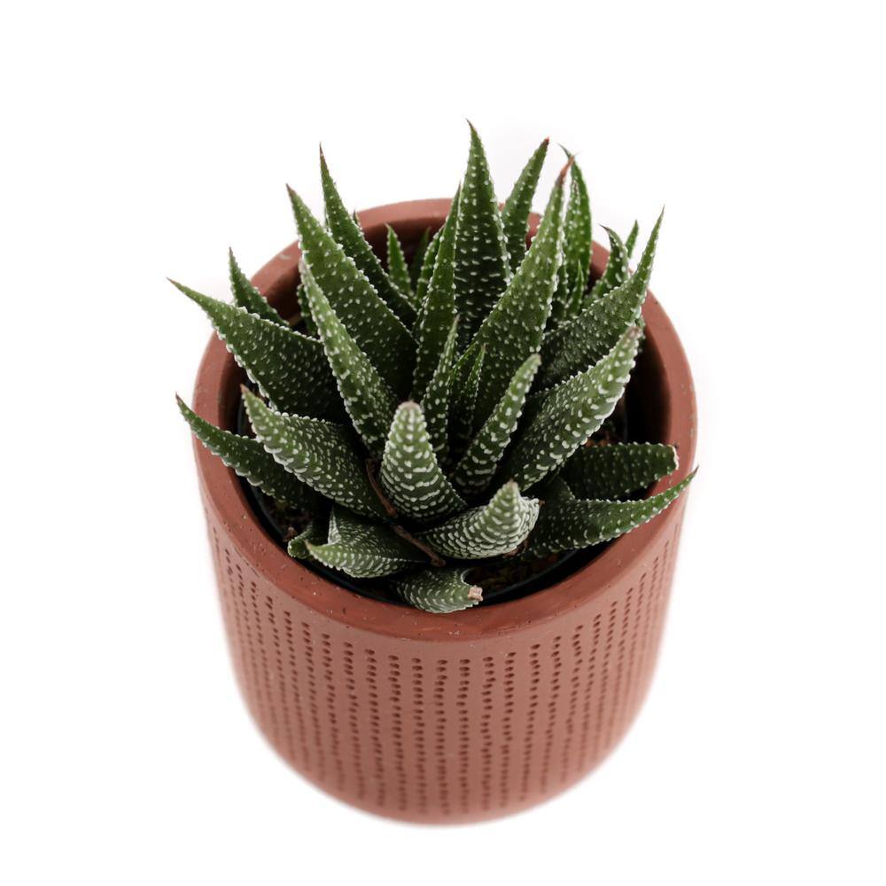 2.5 in. Assorted Succulent Set in Orange Dot Pot (2-Pack) - Hercitys