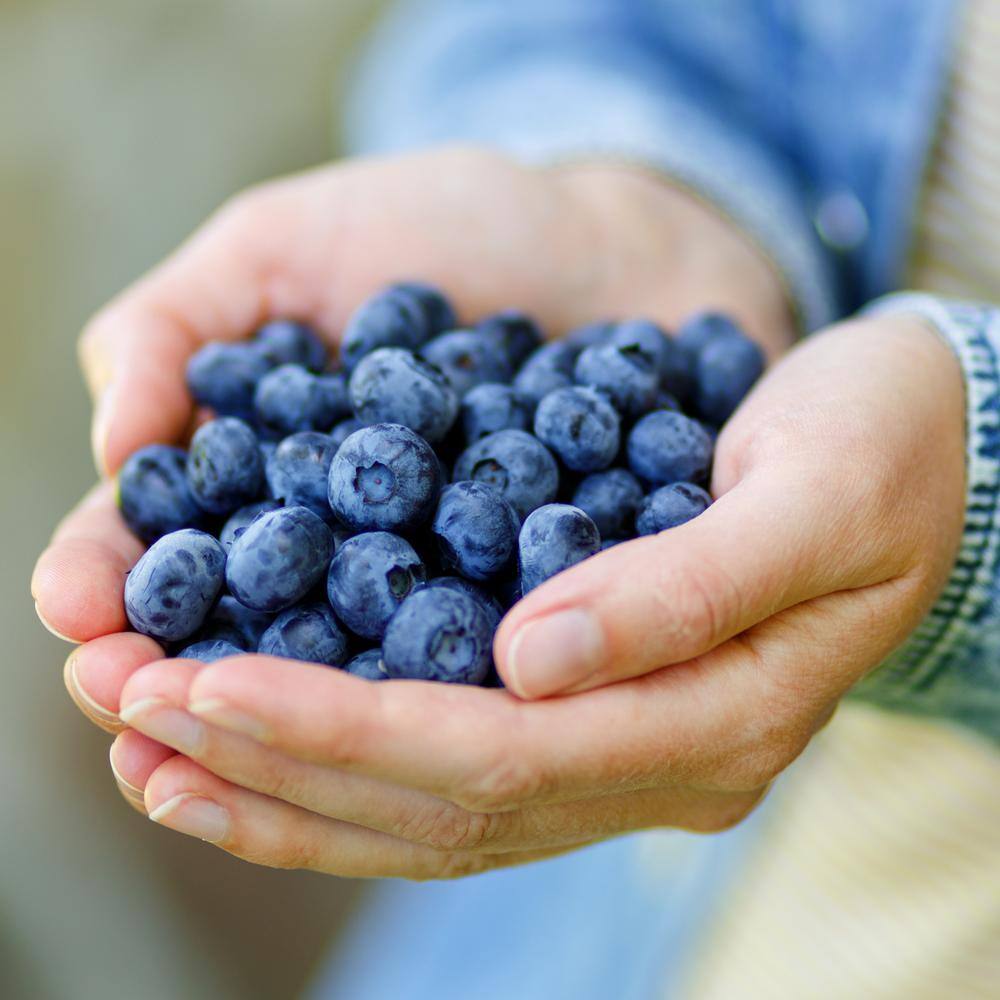 1 Gal. Bushel and Berry Sapphire Cascade Hanging Blueberry Live Plant - Hercitys