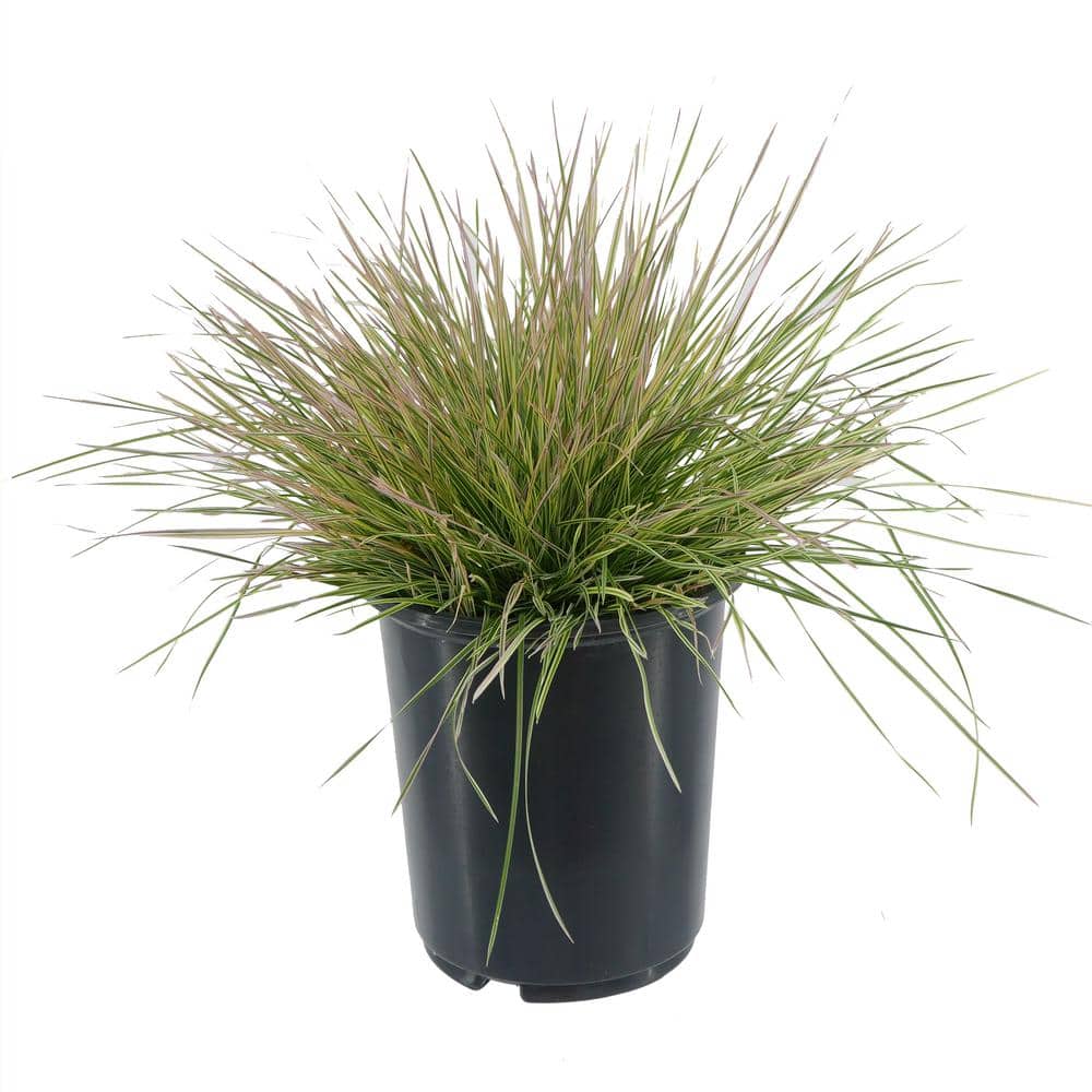 2.5 qt. Perennial Grass Deschampsia Northern Lights - Hercitys