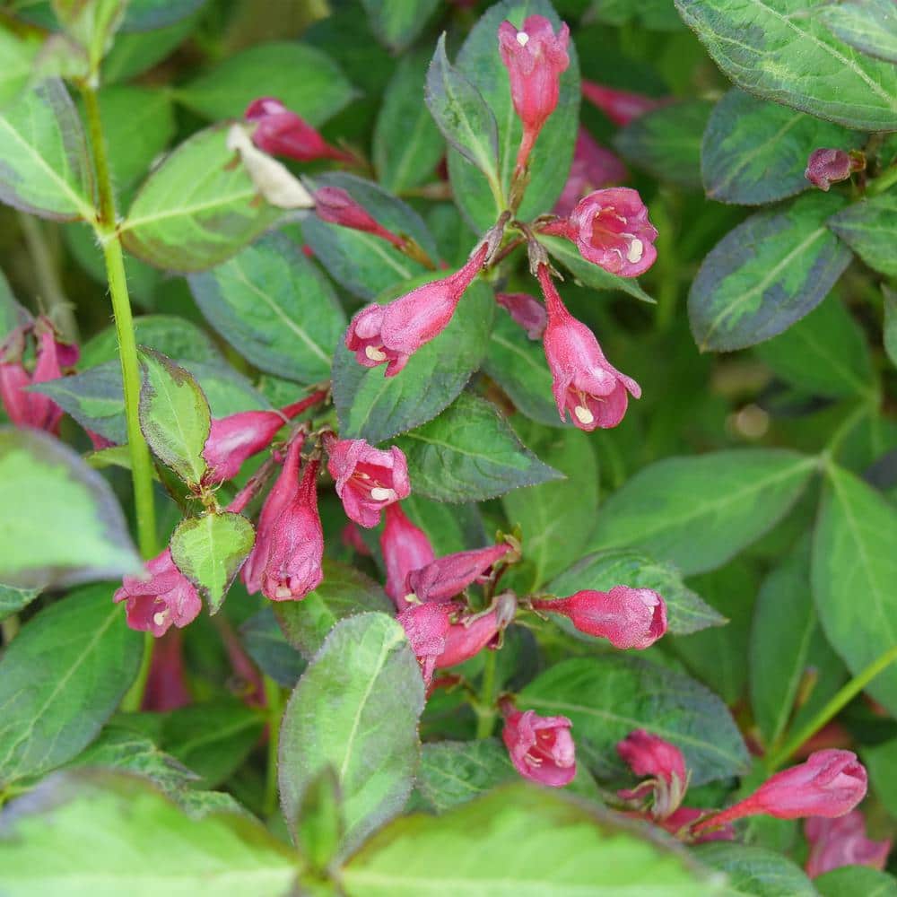 2 Gal. Vingo Verde Weigela Shrub with Pink Blooms - Hercitys