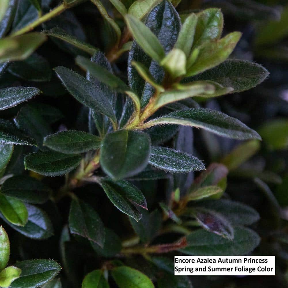 1 Gal. Autumn Princess Shrub with Salmon-Pink Reblooming Flowers - Hercitys