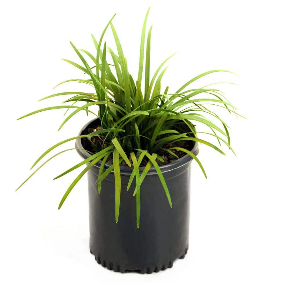 1 g Dwarf Mondo Grass Plant - Hercitys