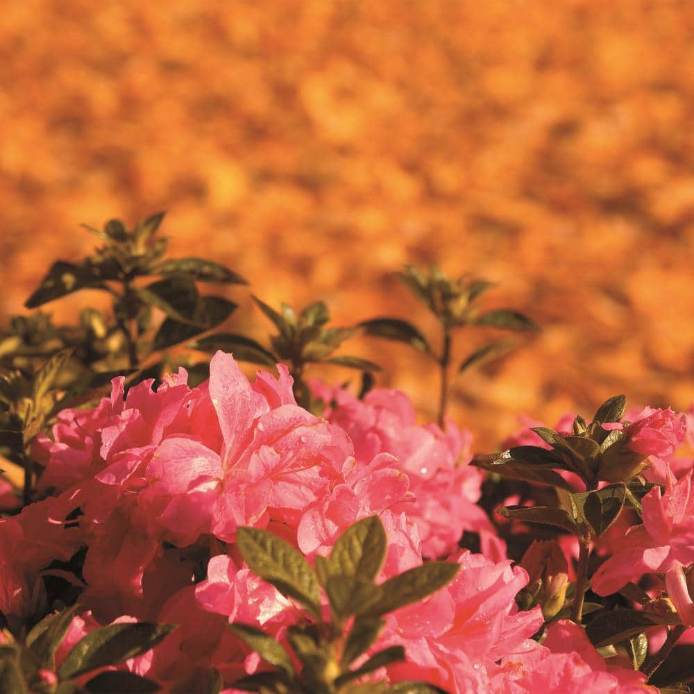 1 Gal. Autumn Empress Azalea Shrub with Semi-Double Pink Flowers - Hercitys