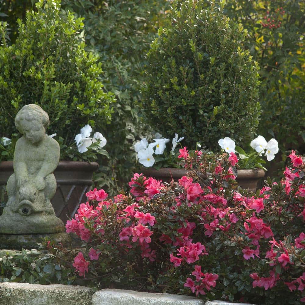 1 Gal. Autumn Princess Shrub with Salmon-Pink Reblooming Flowers - Hercitys
