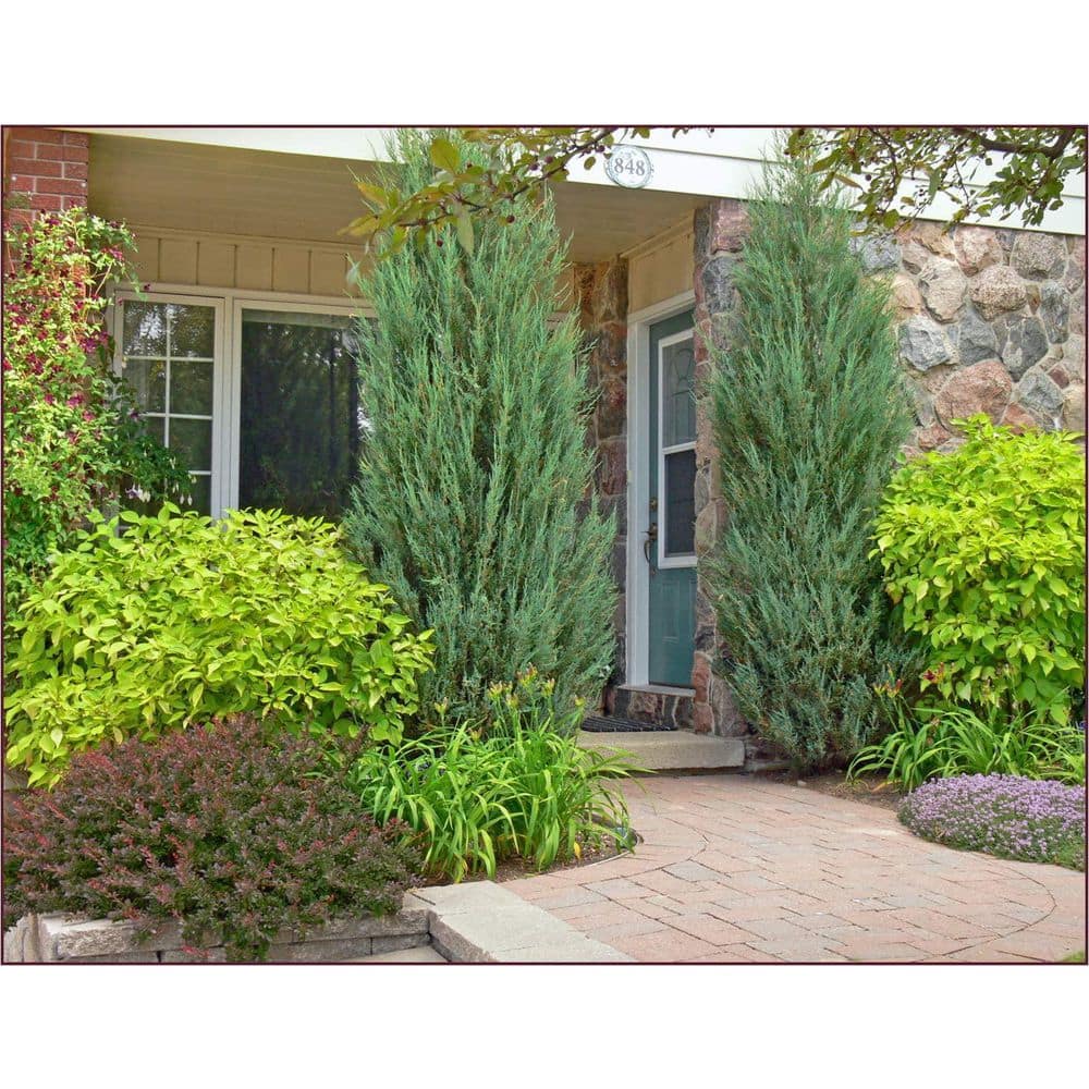1 Gal. Skyrocket Juniper Shrub with Fast Growing Blue Foliage (2-Pack) - Hercitys