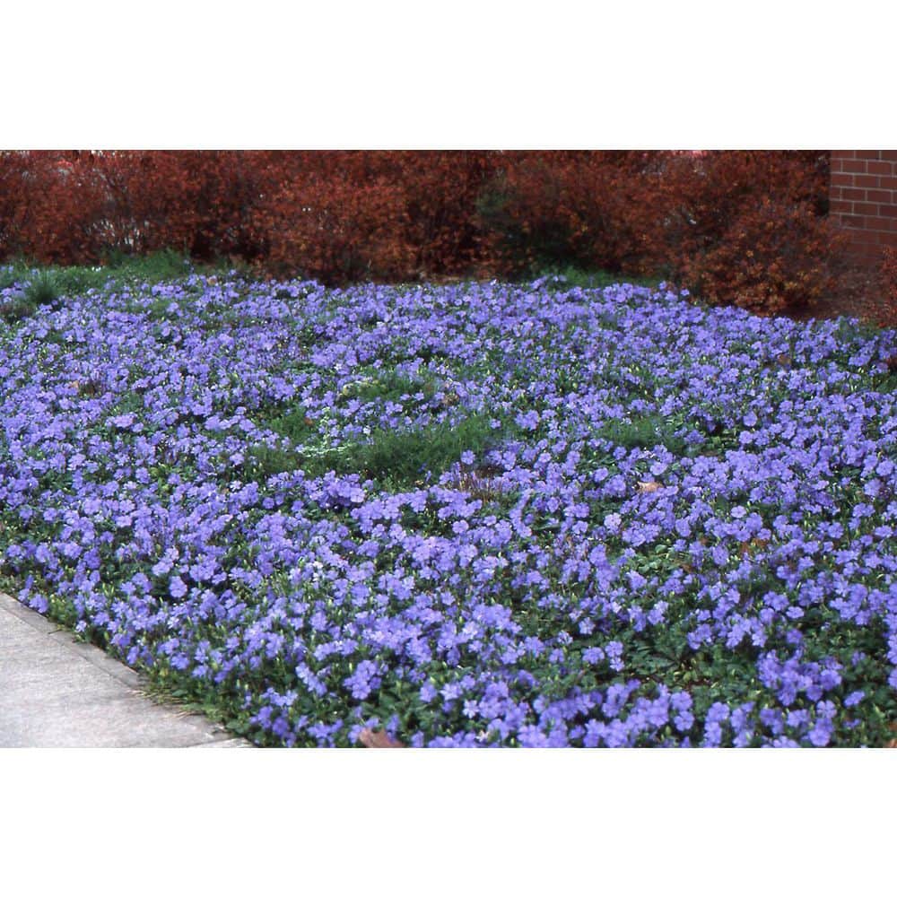 1 Gal. Periwinkle Flowering Groundcover Shrub with Violet-Blue Flowers (2-Pack) - Hercitys