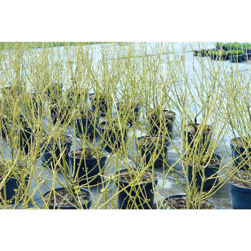 1 Gal. Yellow Twig Dogwood Shrub with Bright Golden Yellow Winter Stems and Large Fragrant Spring Flowers - Hercitys