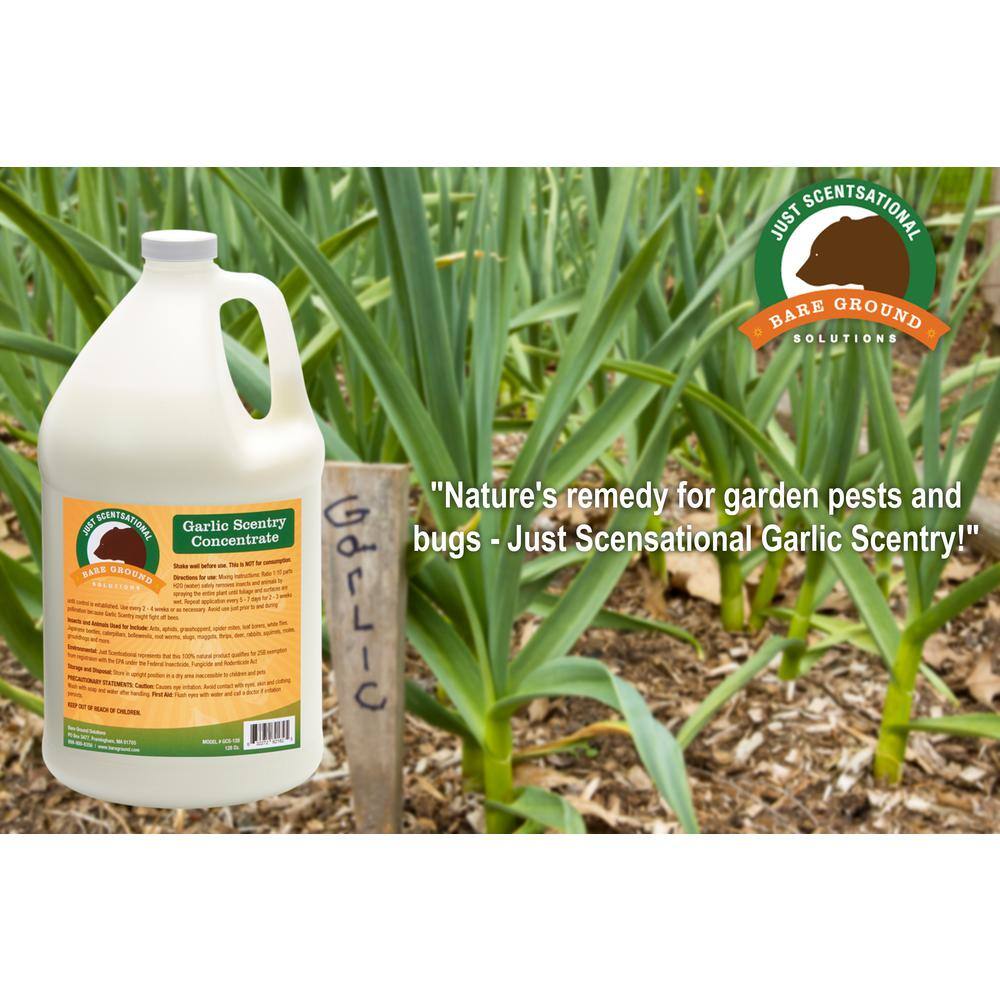 128 oz. Garlic Scentry Concentrate - Hercitys