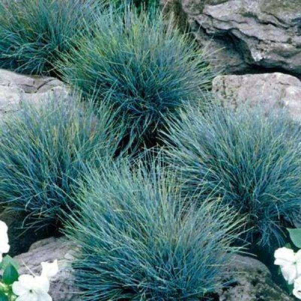 2.5 qt. Blue Grass Festuca Boulder Perennial (4-Pack) - Hercitys