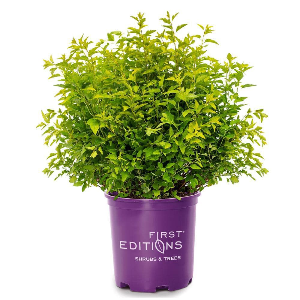 2 Gal. Lucky Devil Ninebark Shrub with Bright Yellow Foliage - Hercitys