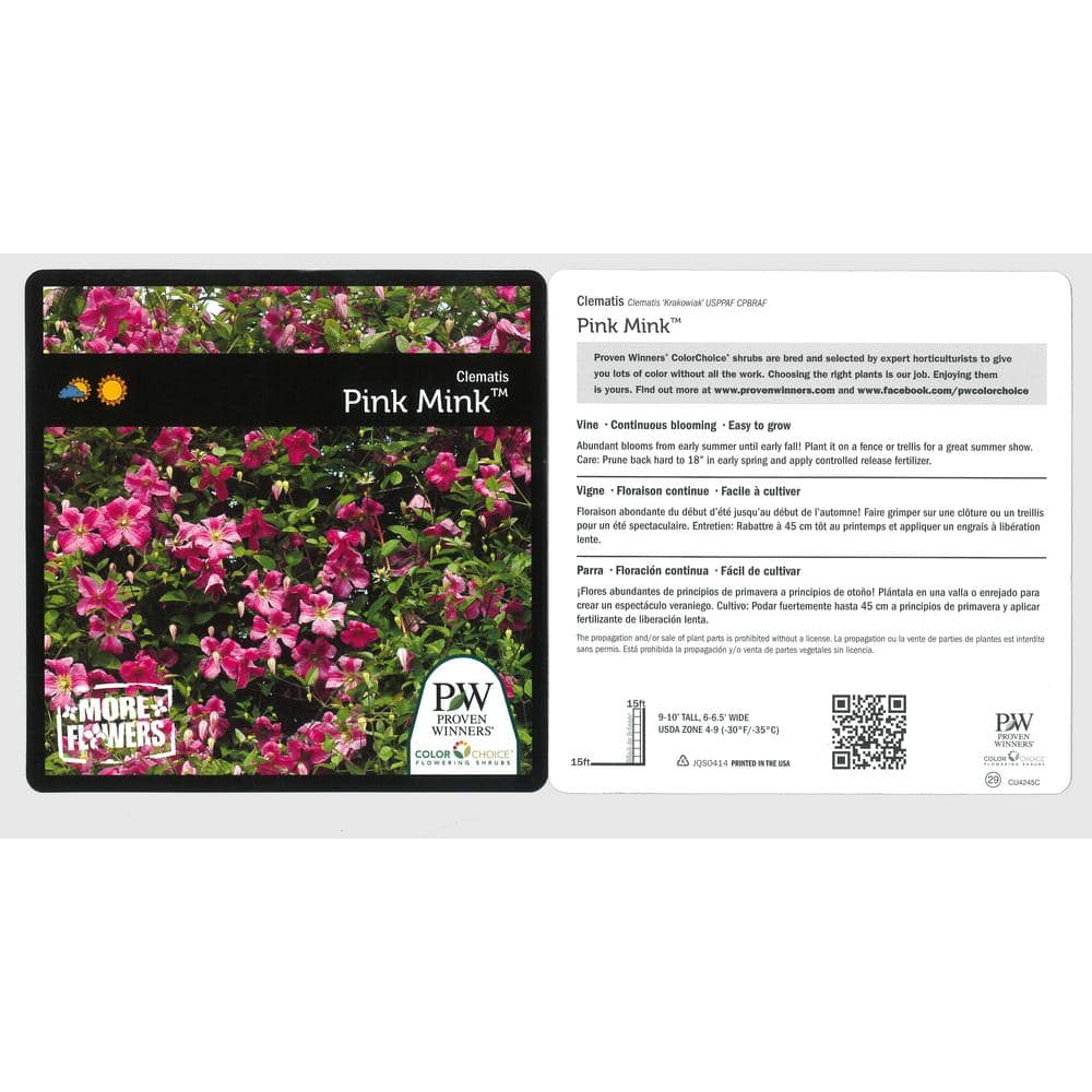 4.5 in. qt. Pink Mink (Clematis) Live Shrub, Pink Flowers - Hercitys