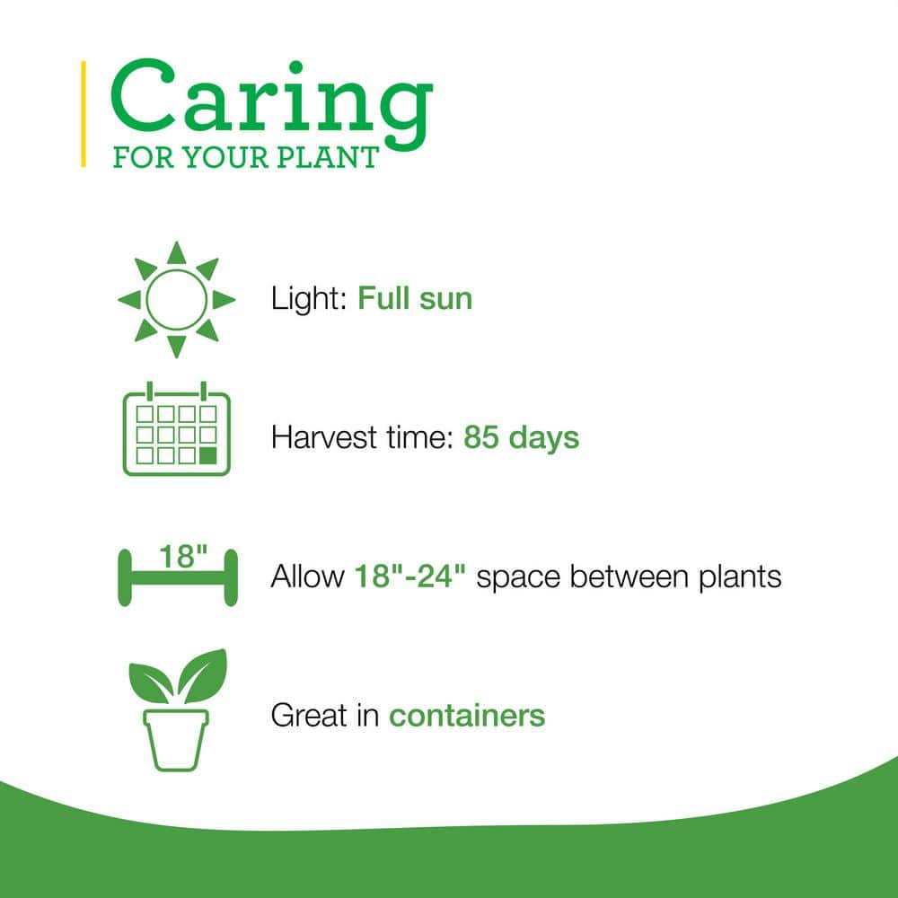 19 oz. Hot Red Cayenne Pepper Plant (2-Pack) - Hercitys