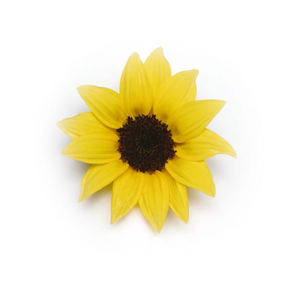 2.5 qt. Sunflower SunBuzz Annual Plant with Yellow Flowers – (2-Pack) - Hercitys