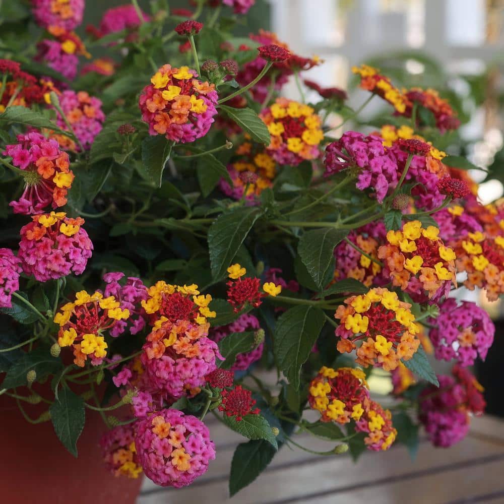 2.5 in. Lantana Bloomify Passion Fruit Plant (3-Pack) - Hercitys