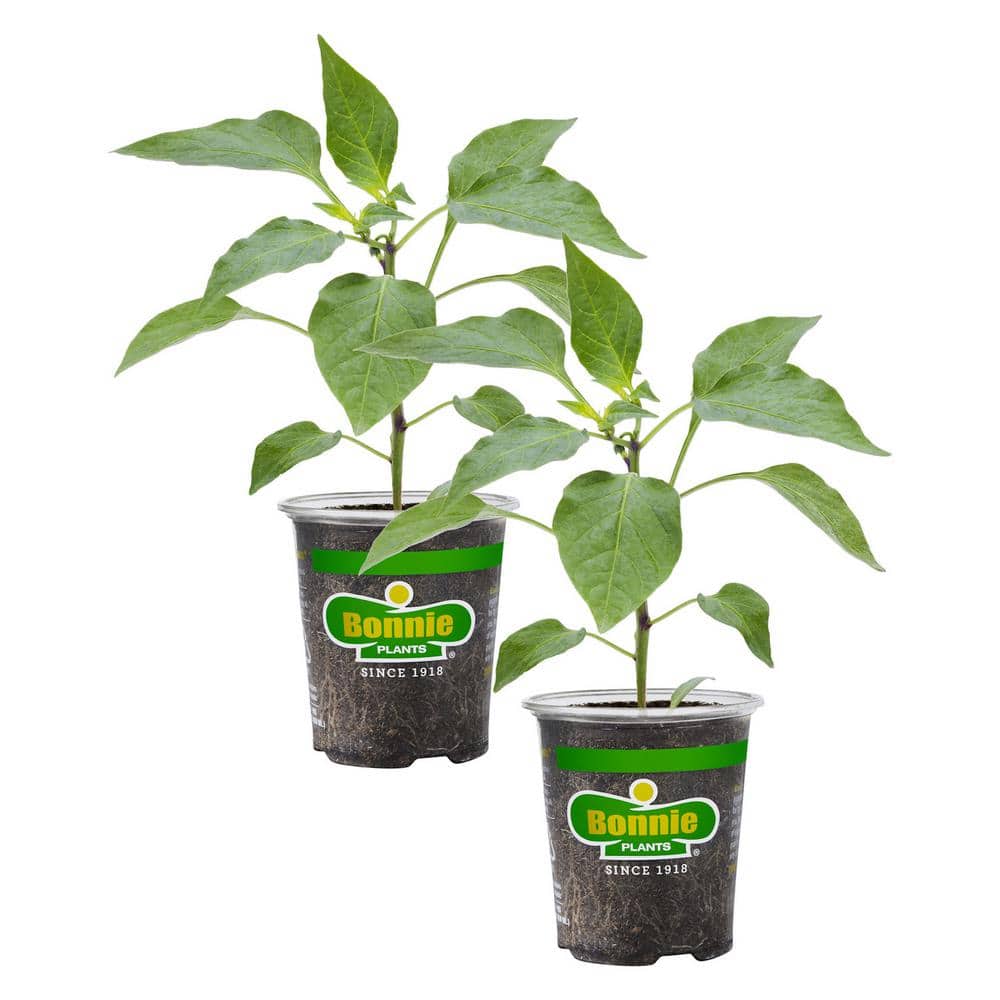 19.3 oz. Giant Marconi Pepper Plant, (2-Pack) - Hercitys