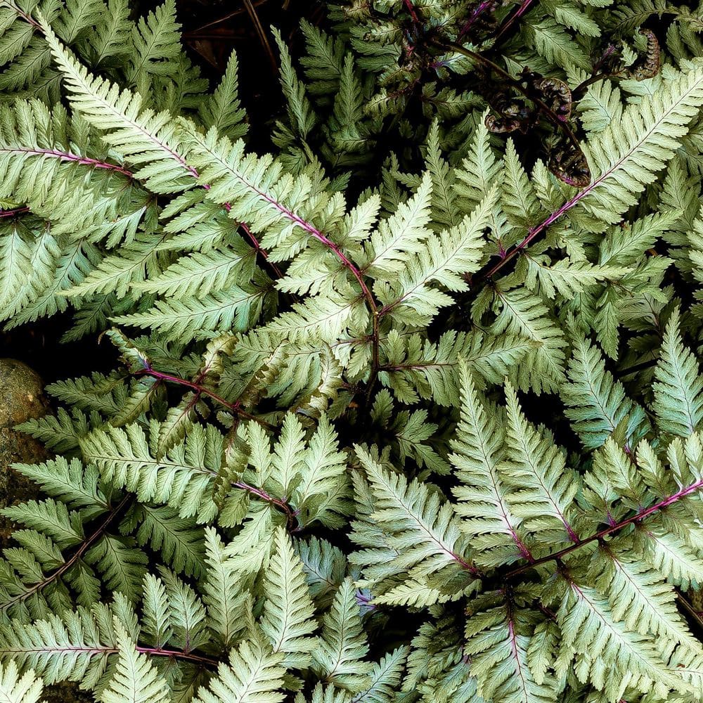 5.5 in. Godzilla Painted Fern Plant - Hercitys