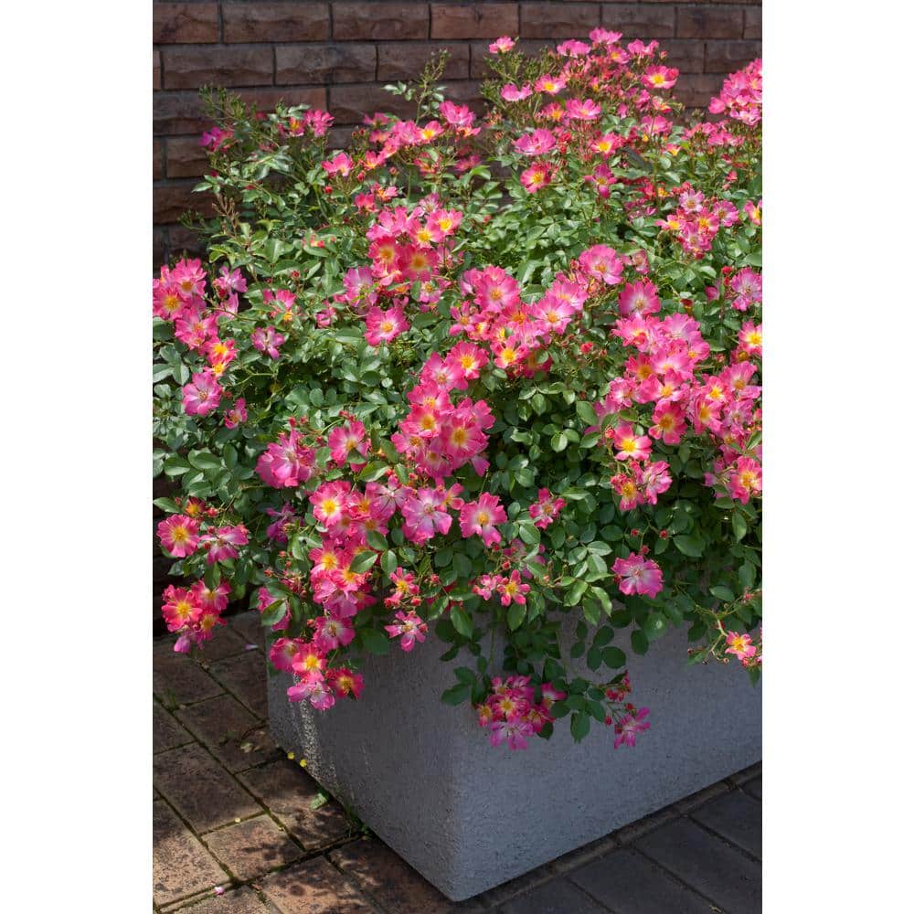 1 Gal. Pink Drift Rose Bush with Pink Flowers (2-Pack) - Hercitys