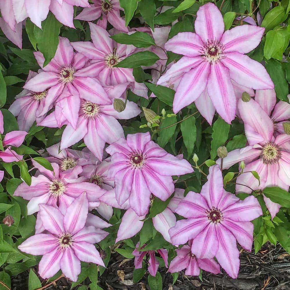 2.5 Qt. Pot, Harmony Clematis Vine, Live Potted Perennial Plant (1-Pack) - Hercitys