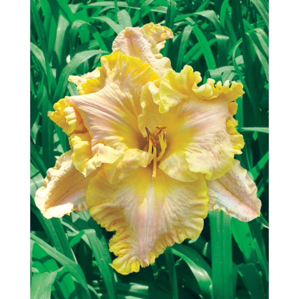 1 Gal. Pot, Majestic Moon Daylily Flowering Potted Perennial Plant (1-Pack) - Hercitys