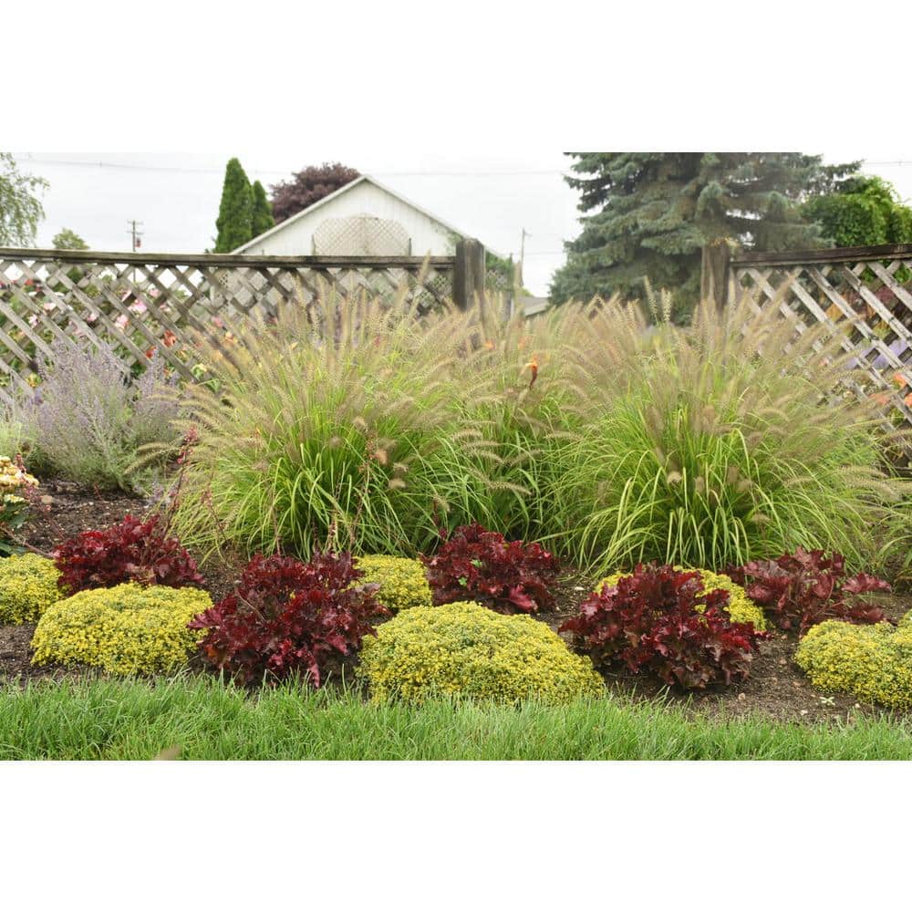 0.65 Gal. Prairie Winds ‘Lemon Squeeze’ Fountain Grass (Pennisetum), Live Plant, Yellow Foliage and Copper Flowers - Hercitys
