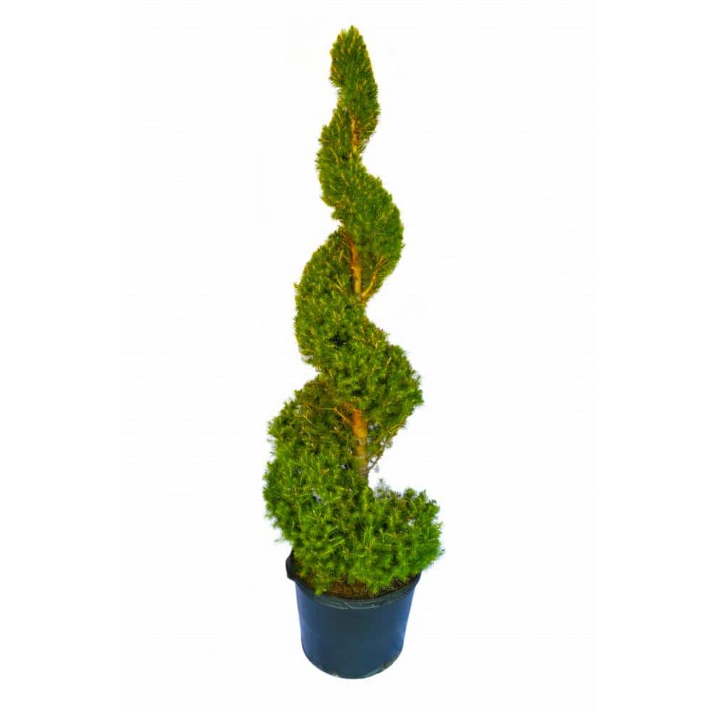 5 gal. Dwarf Alberta Spruce Shrub with Formal Topiary Spiral - Hercitys