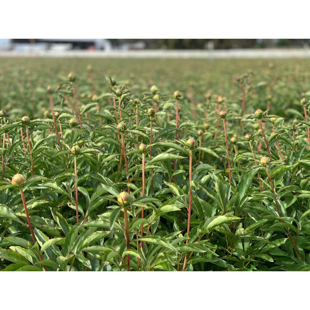 #5 Container Peony Dr. Alexander Fleming Plant - Hercitys