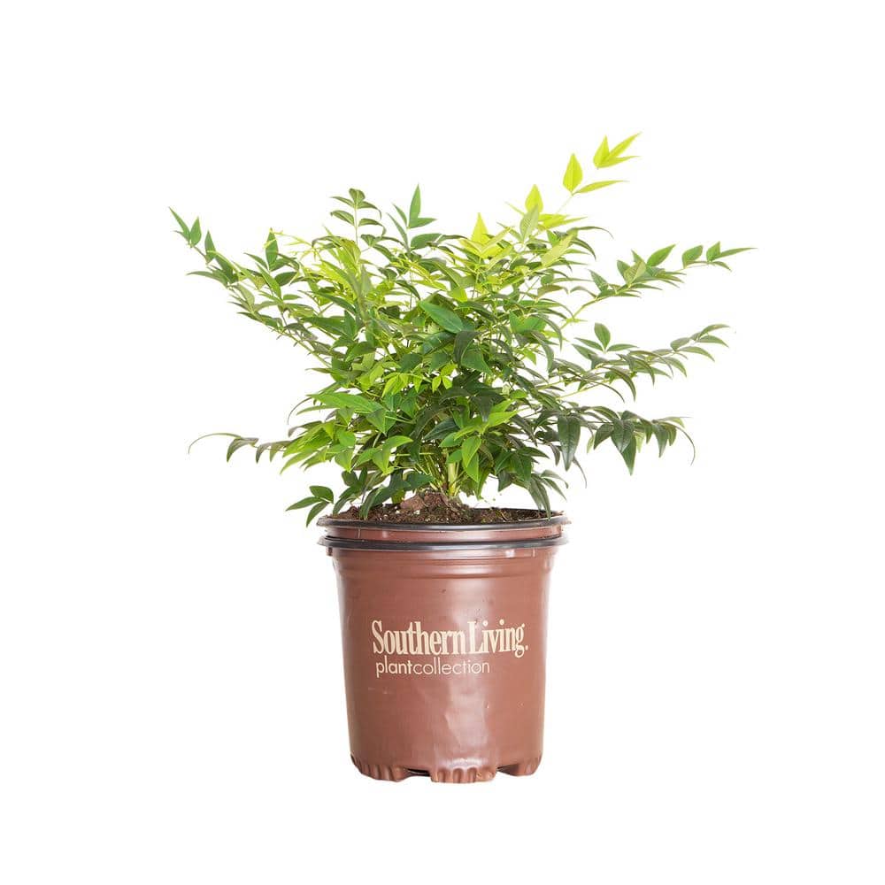 2.5 Qt. Lemon Lime Nandina, Live Evergreen Shrub, Lime Green New Foliage - Hercitys