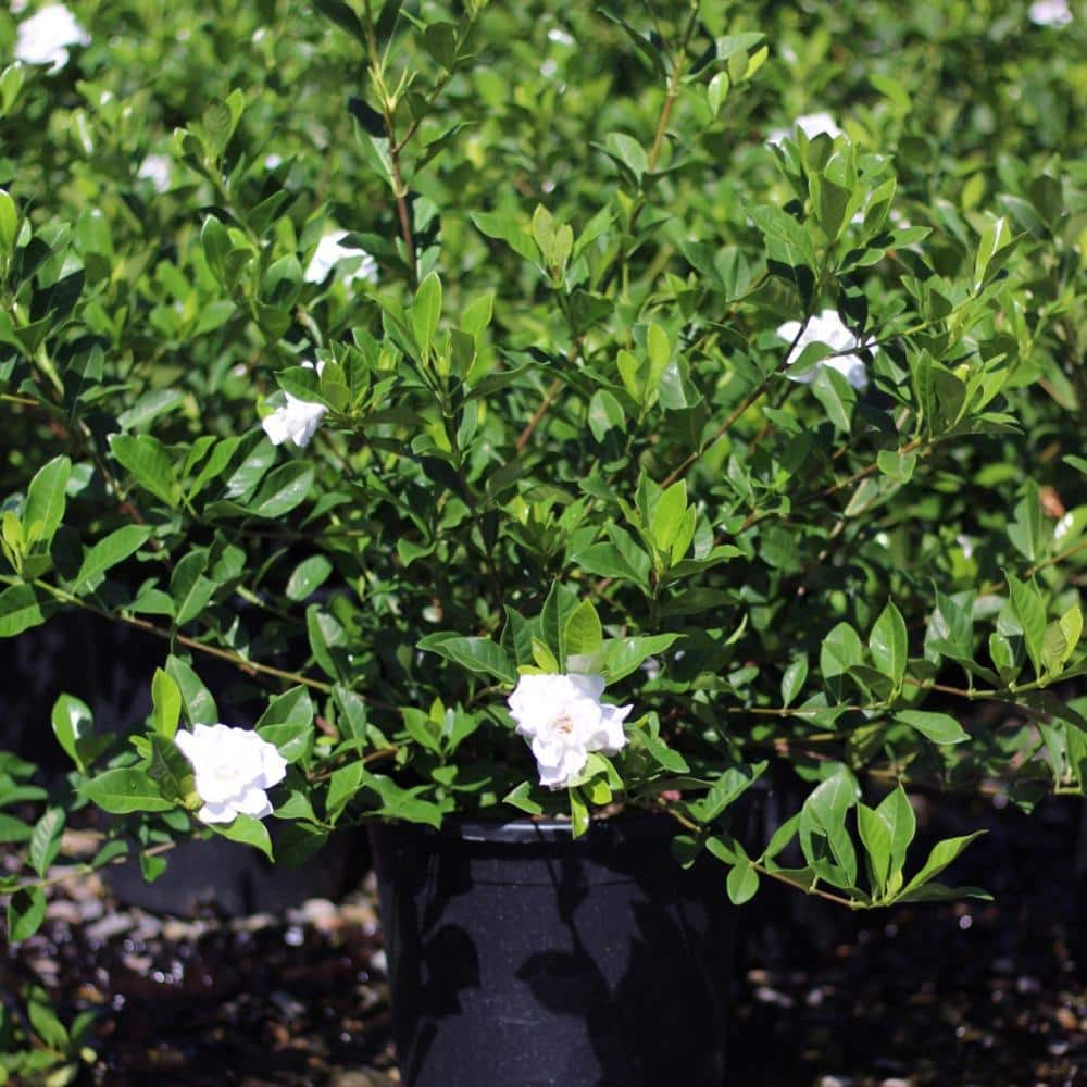 #5 Container Everblooming Gardenia Perennial Plant (2-Pack) - Hercitys