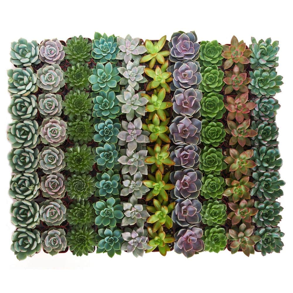 2 in. Rosette Succulent (Collection of 32) - Hercitys