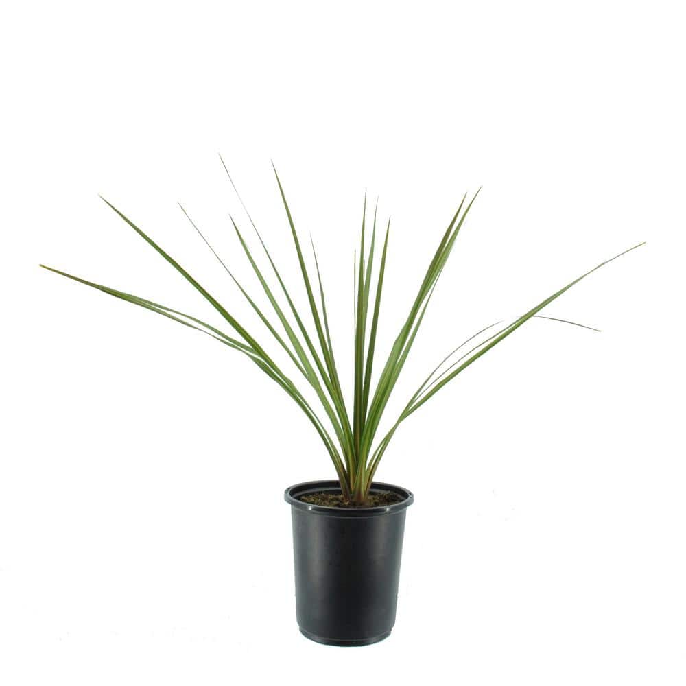2.5 Qt. Annual Dracaena Indivisa (2-Pack) - Hercitys