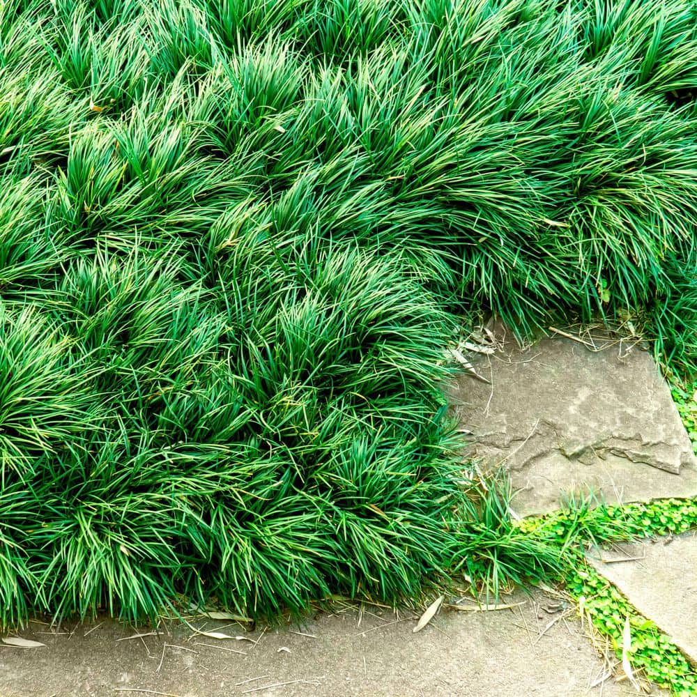 1 g Dwarf Mondo Grass Plant - Hercitys