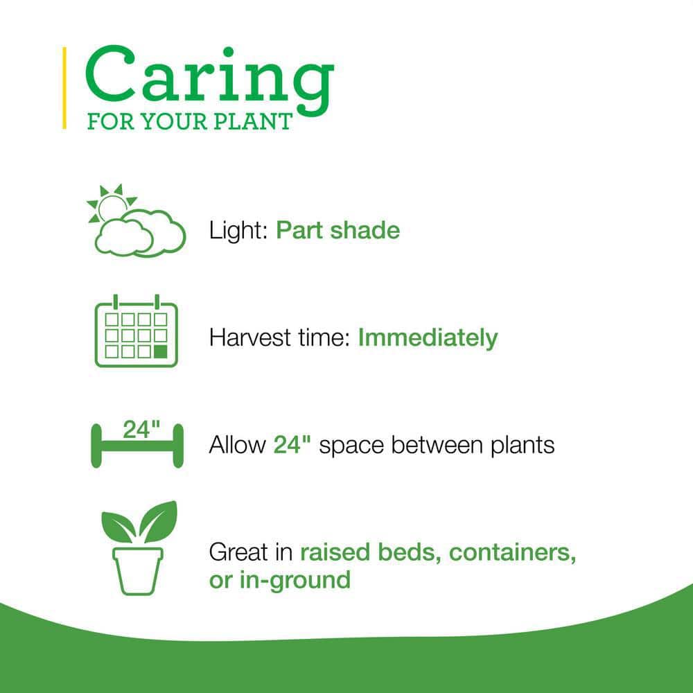 19 oz. Sweet Mint Herb Plant (2-Pack) - Hercitys