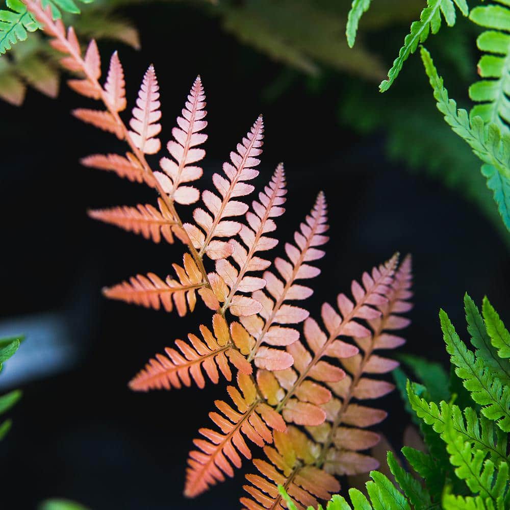 1 Gal. Autumn Fern Green Foliage Shrub (2-Pack) - Hercitys