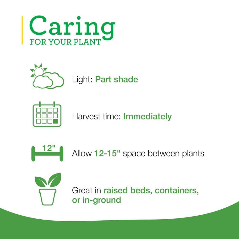 19 oz. German Thyme Herb Plant (2-Pack) - Hercitys