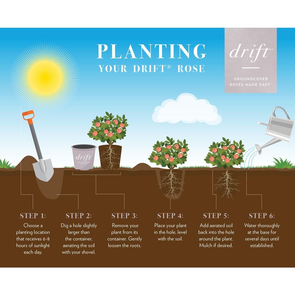 1 Gal. Pink Drift Rose Bush with Pink Flowers (2-Pack) - Hercitys