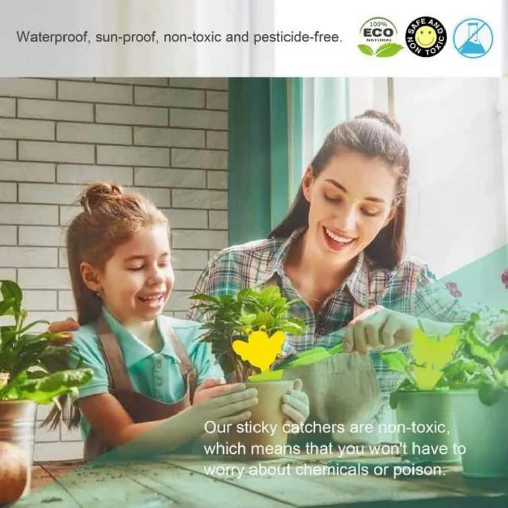 48 packages of sticky fruit fly traps and maggot traps for indoor and outdoor use Non-toxic and odorless - Hercitys