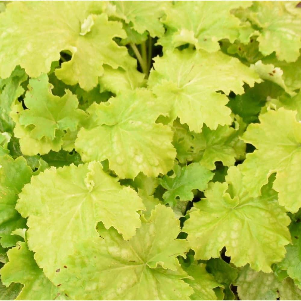 0.65 Gal. Dressed Up Ball Gown Coral Bells (Heuchera Hybrid) Live Perennial Plant with Chartreuse Yellow Foliage - Hercitys