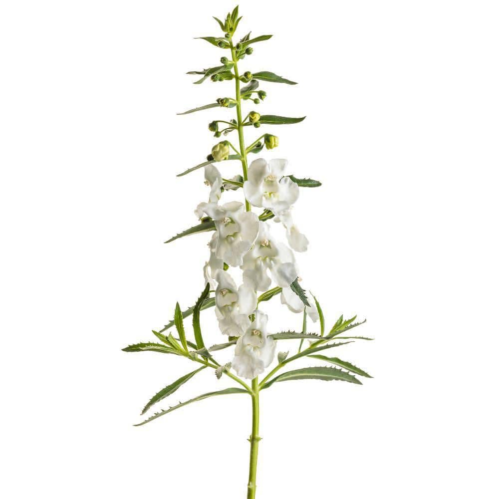4.25 in. Eco+ Grande Angelface White Summer Snapdragon (Angelonia hybrid) Live Annual Plant with White Flowers 4-Pack - Hercitys