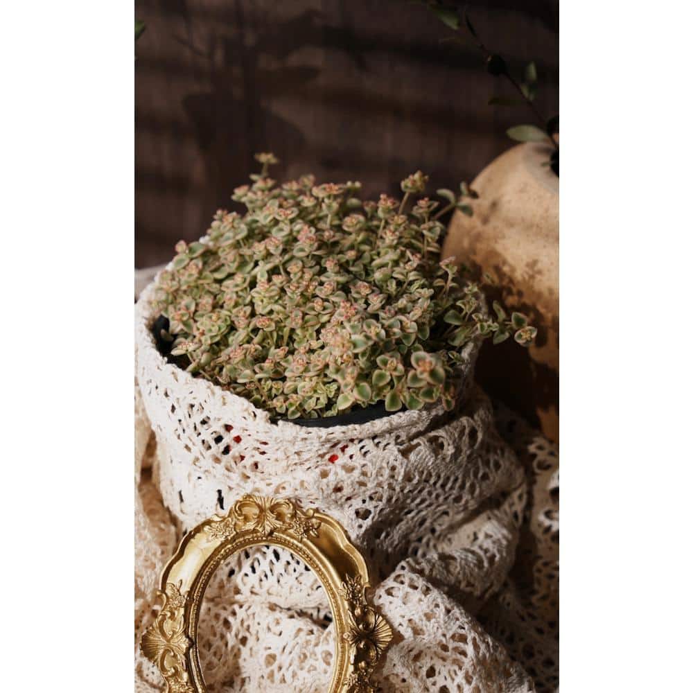 5-Piece Non-Fragrant Live Variegated Sedum Little Missy Planter Pet-Safe - Hercitys