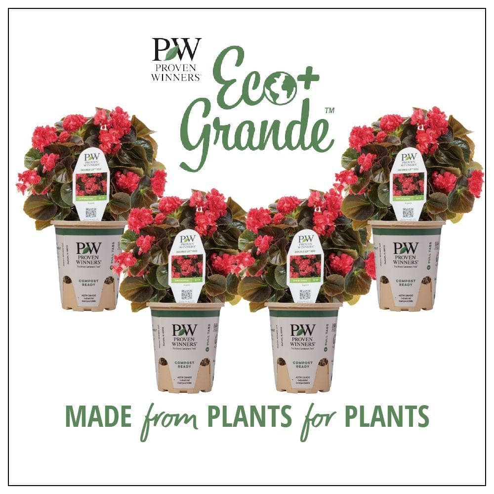 4.25 in. Eco+Grande, Double Up Red (Begonia), Live Plant, Pink Flowers (4-Pack) - Hercitys