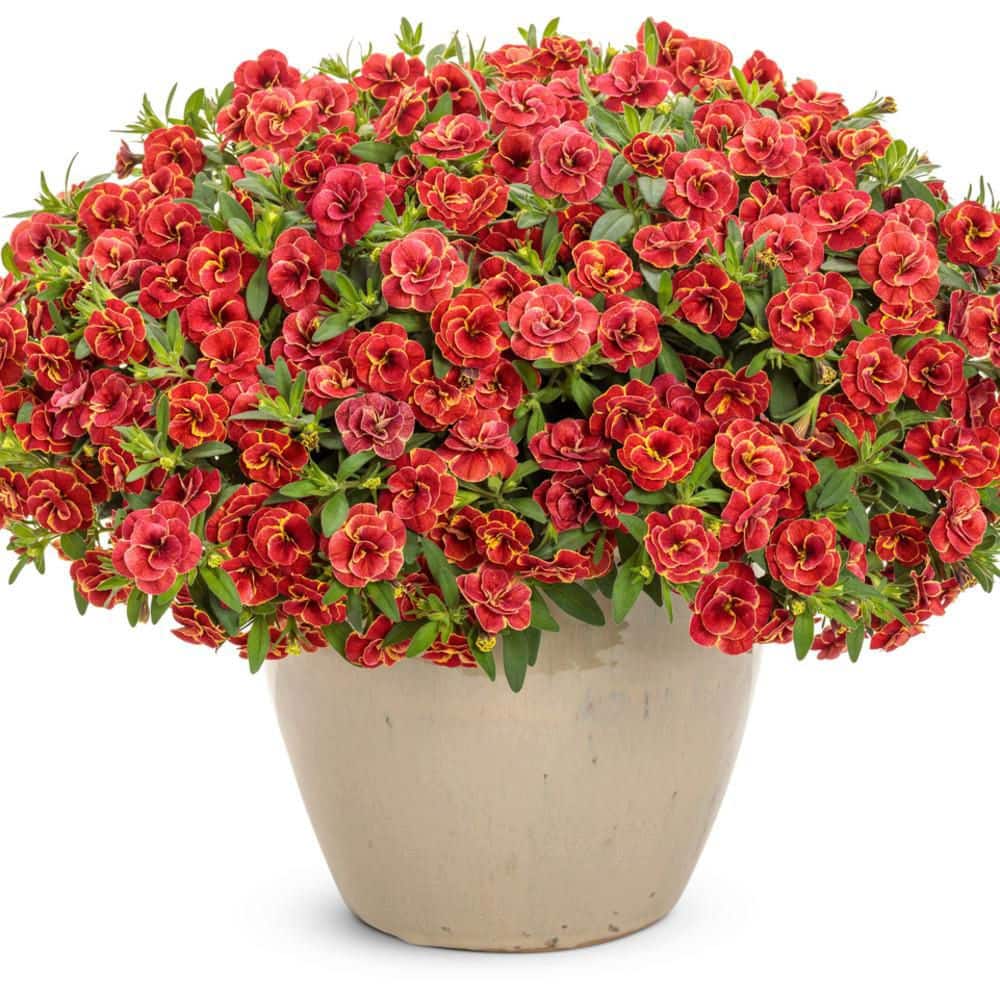 4.25 in. Eco+ Grande Superbells Double Redstone (Calibrachoa hybrid) Live Annual Plant with Red Flowers 4-Pack - Hercitys