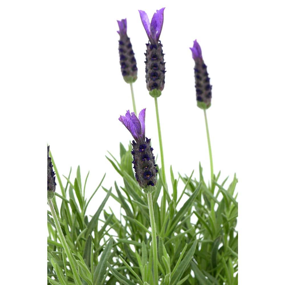 1.5GL Lavender stoechas Perennial Plant with Purple Flowers – 1 Pack - Hercitys