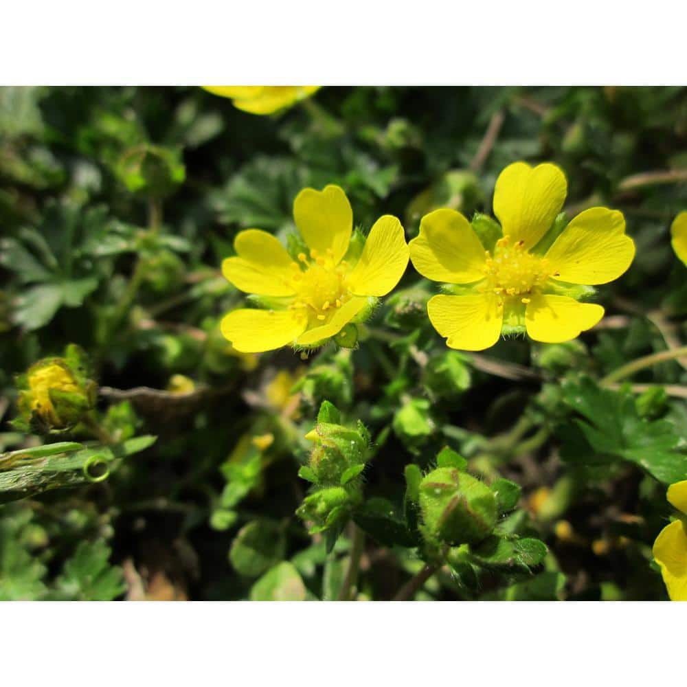 1 Gal. Gold Drop Potentilla Shrub Beautiful Dwarf Shrub Lights Up with Profuse Golden Blossoms - Hercitys