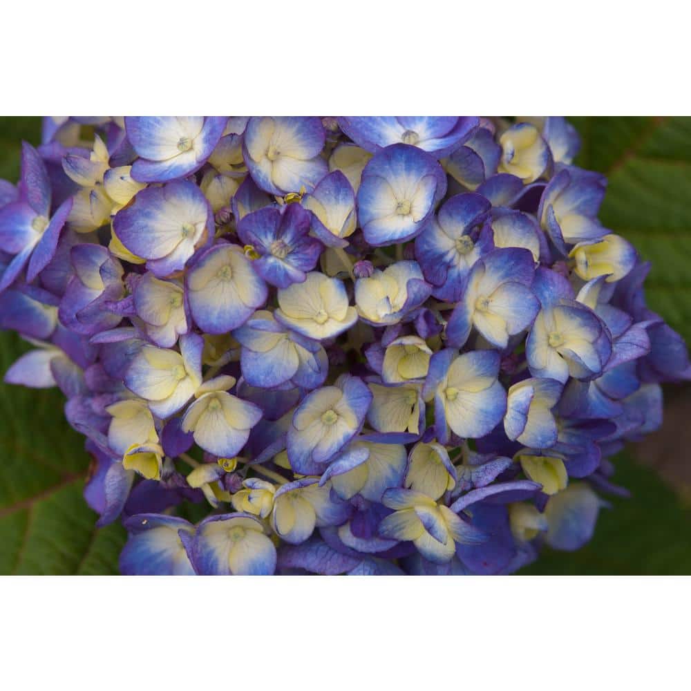 1 Gal. BloomStruck Reblooming Hydrangea Flowering Shrub, Blue or Purple Flowers - Hercitys